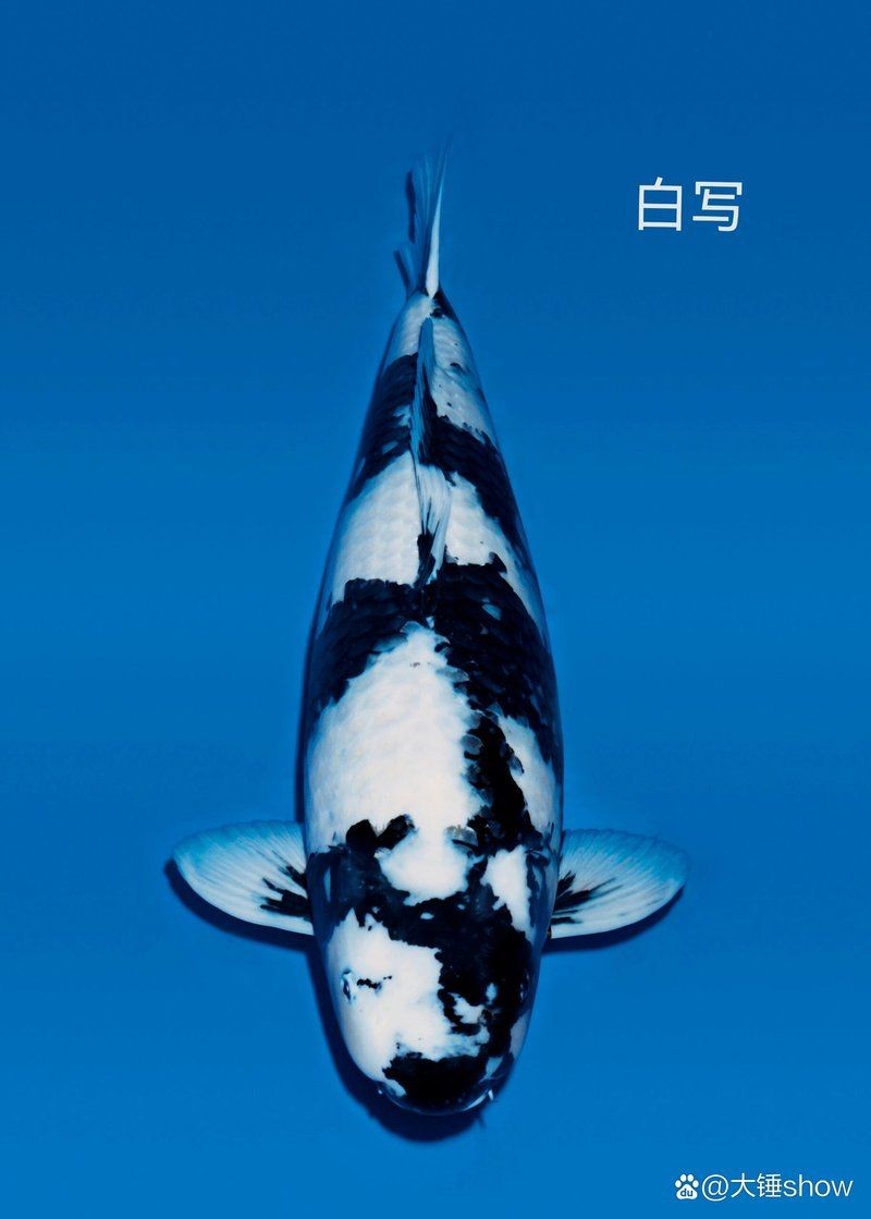 極品白寫錦鯉的四種特征