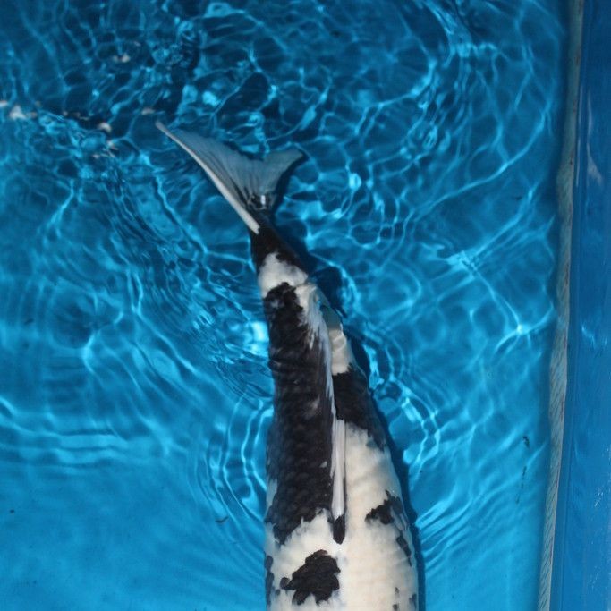 極品白寫錦鯉的四種特征