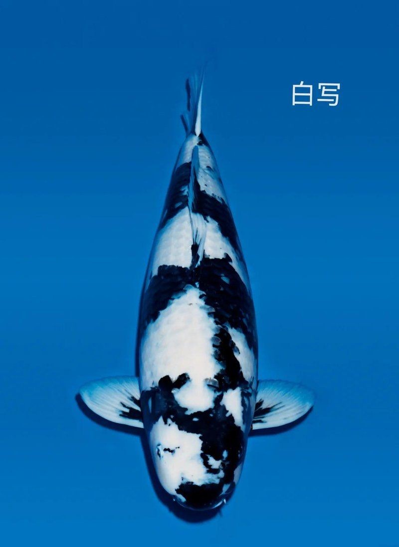 極品白寫錦鯉的四種特征