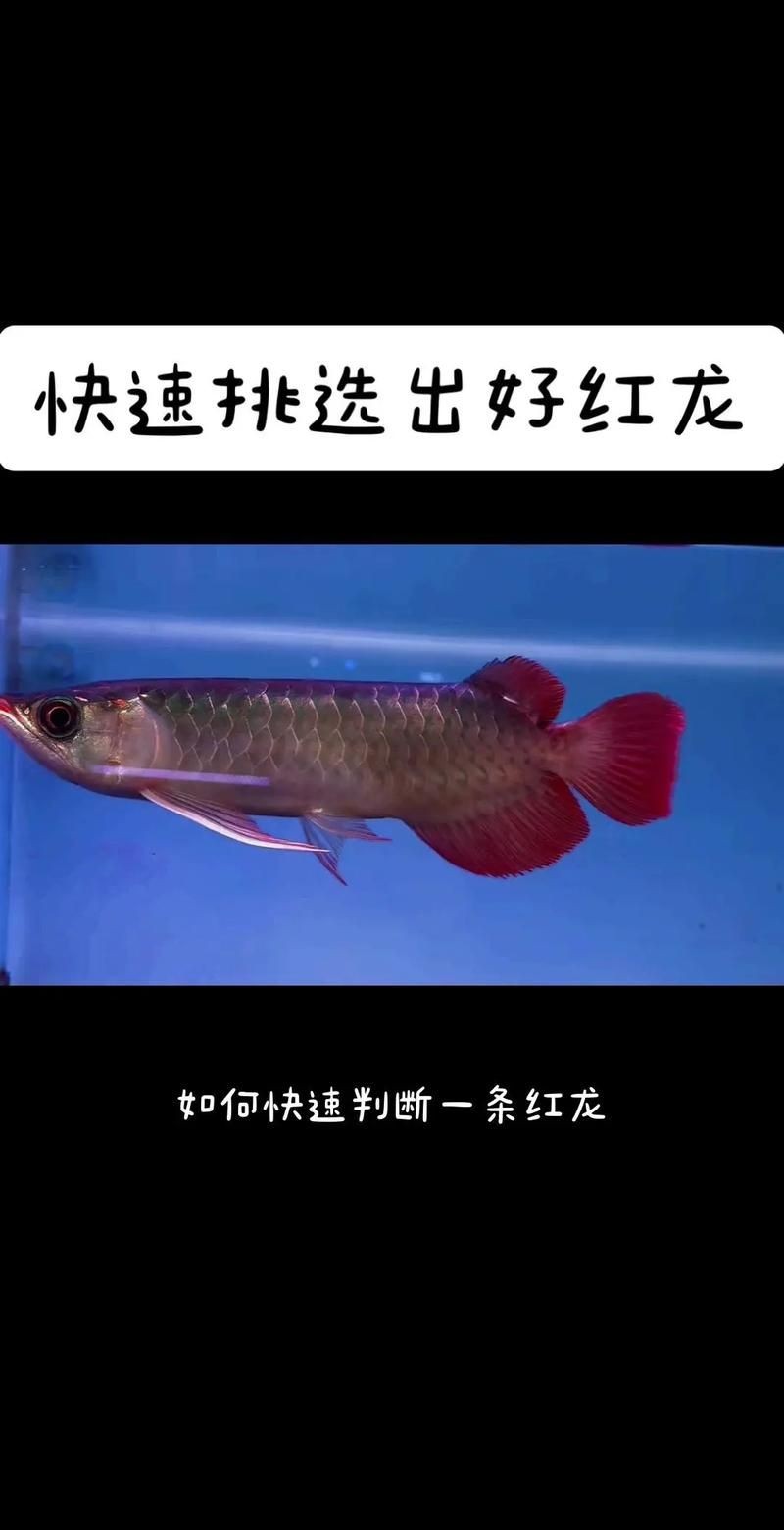 紅龍魚眼和眼睛的區別圖