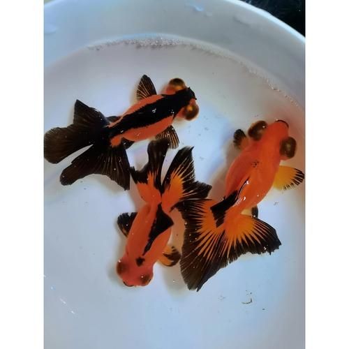 紅龍魚眼和眼睛的區別圖