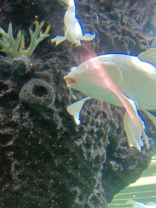 紅龍魚眼和眼睛的區別圖