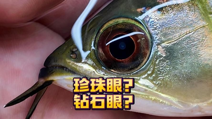 紅龍魚眼和眼睛的區別圖