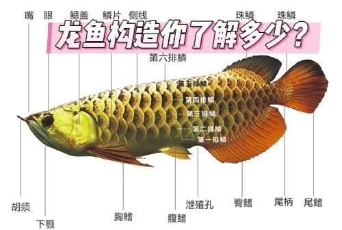 紅龍魚眼和眼睛的區別圖