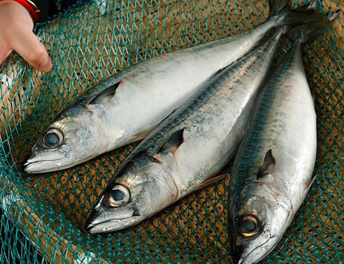 棍子魚是秋刀魚嗎