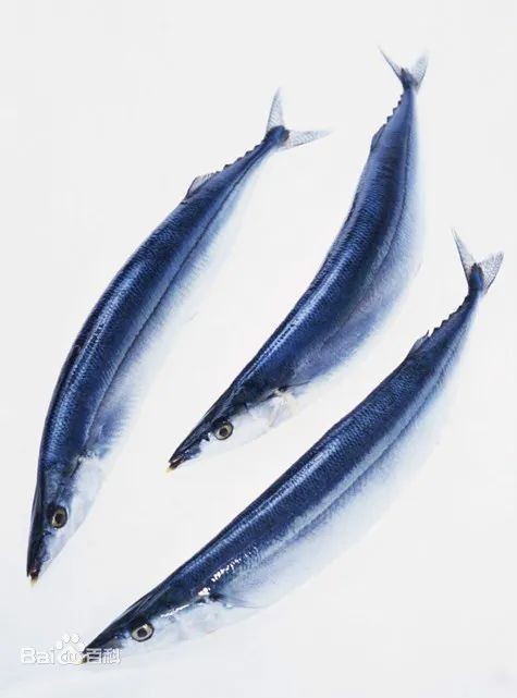 棍子魚是秋刀魚嗎