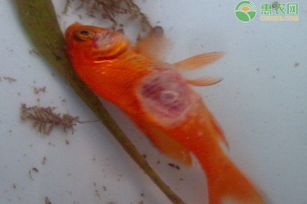 四大家魚爛身的原因