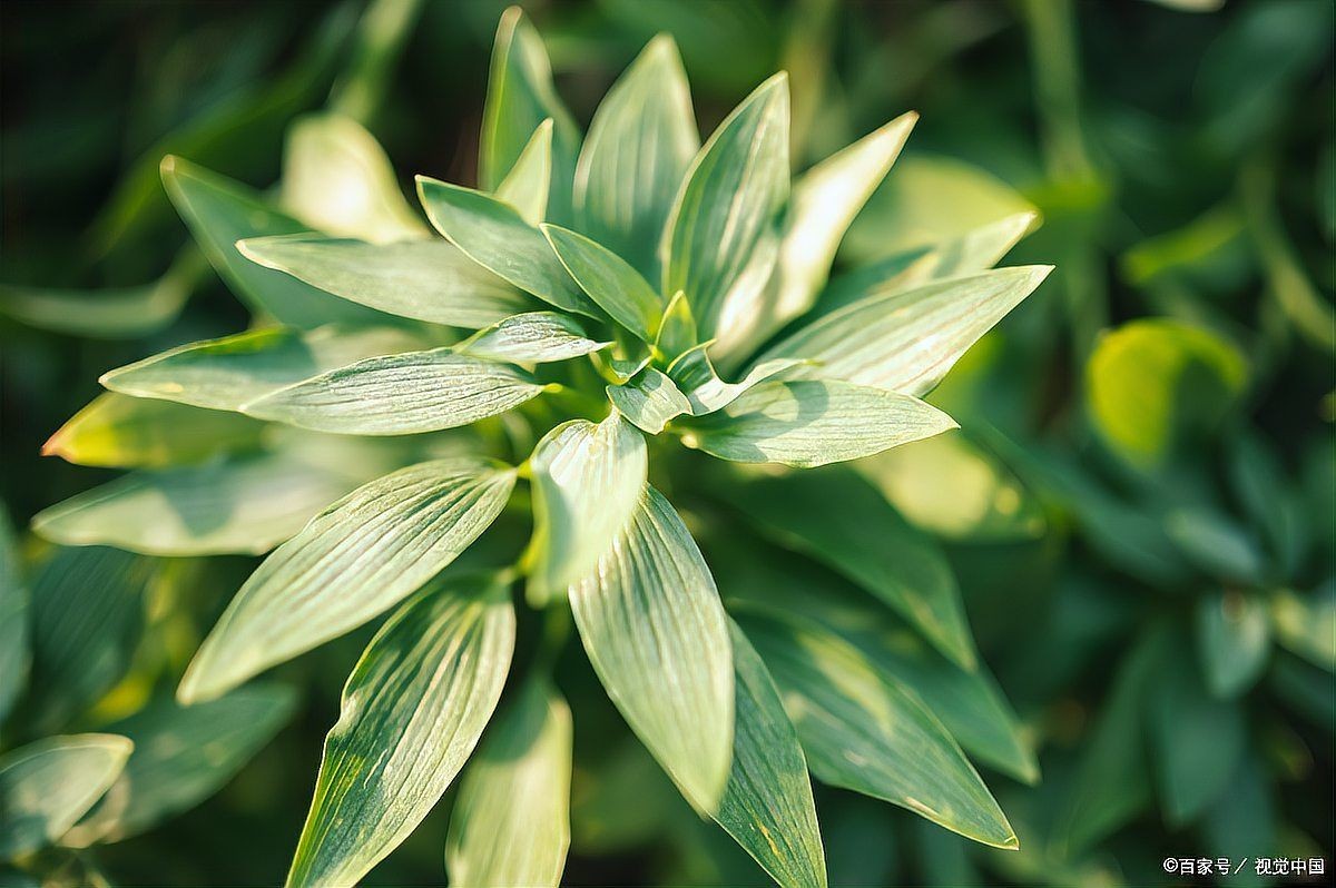 家用燈能不能給植物補(bǔ)光
