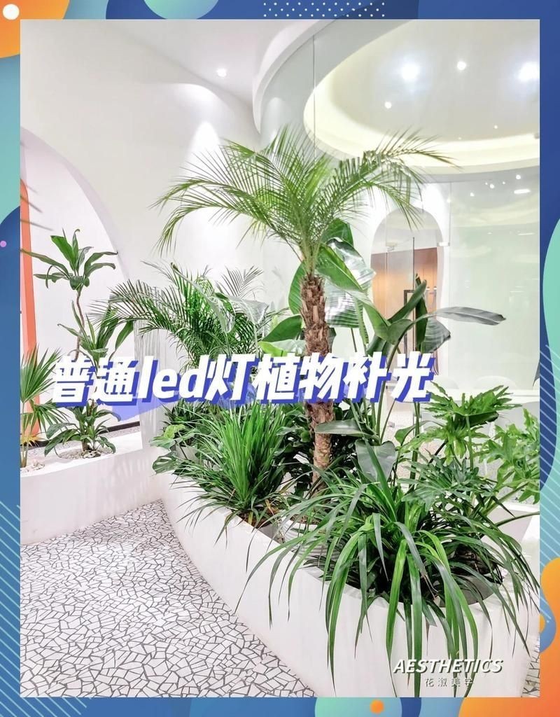 家用燈能不能給植物補(bǔ)光