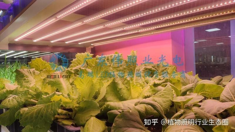 家用燈能不能給植物補(bǔ)光