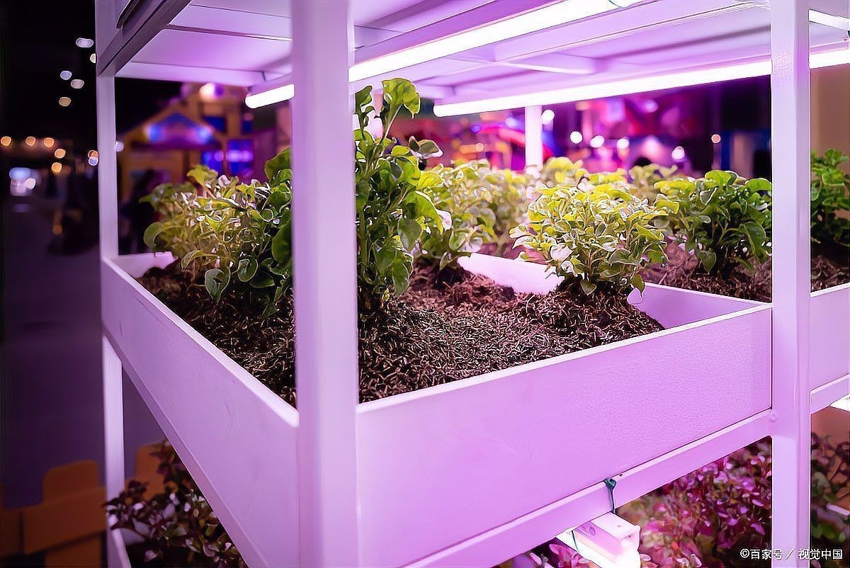 家用燈能不能給植物補(bǔ)光