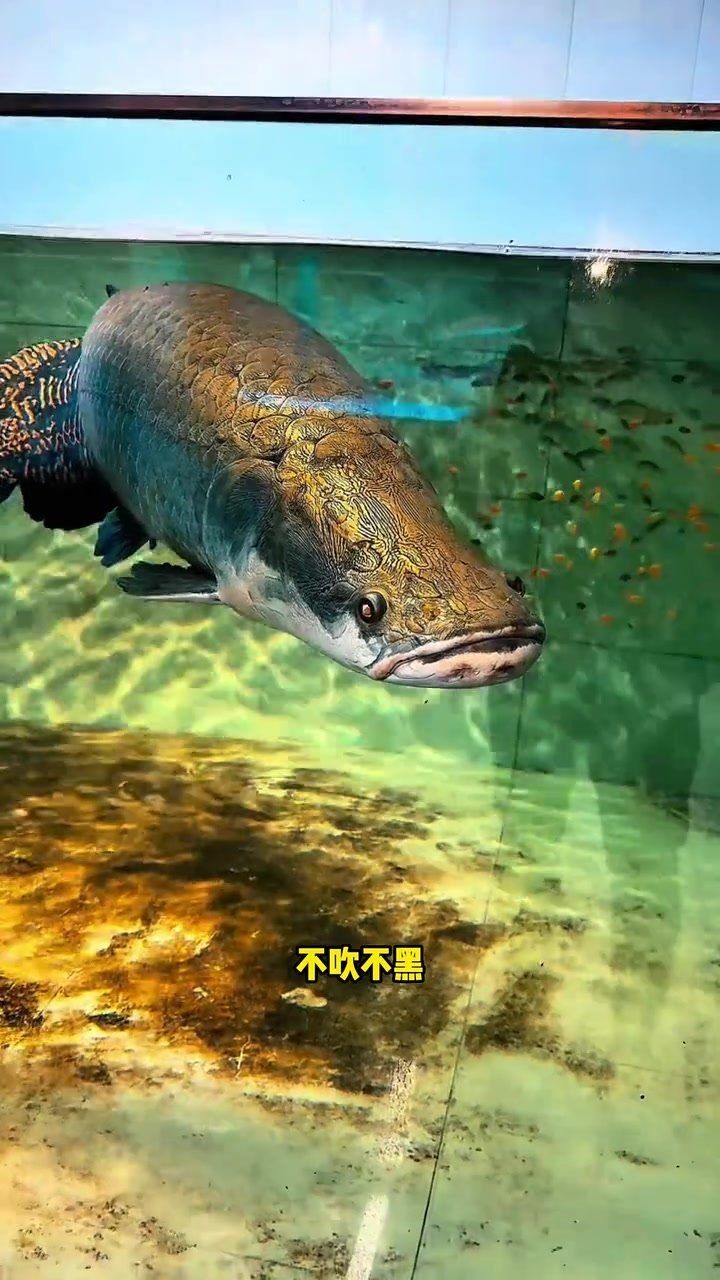 家里養巨骨舌魚吉利嗎