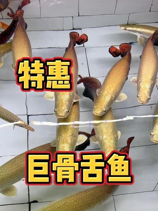 家里養巨骨舌魚吉利嗎