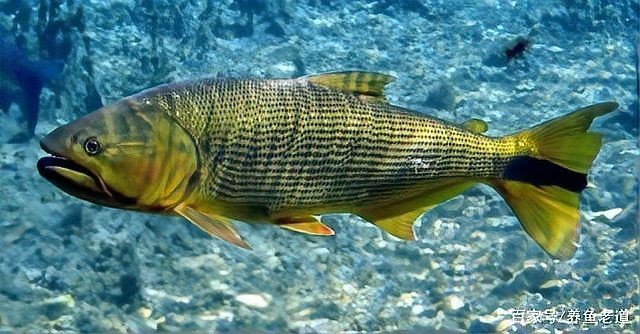 龍魚嘴爛了用什么藥最好使（龍魚爛嘴巴恢復要多久）