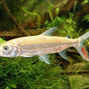 巨暴魚vs白金猛魚