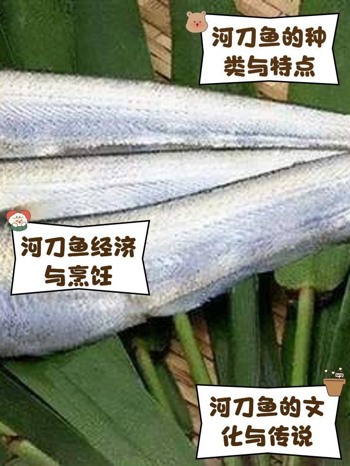 河刀魚是河魚還是海魚