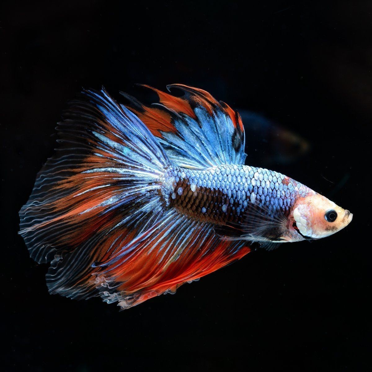 十大最耐養(yǎng)懶人魚