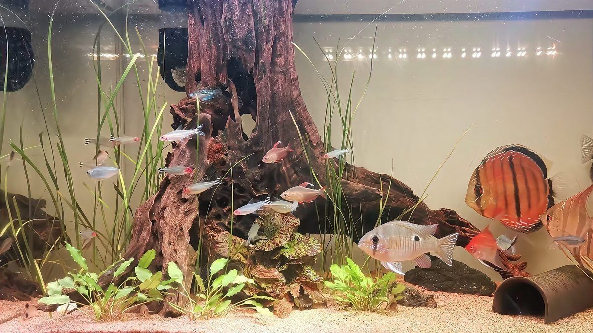 家里養魚的風水布局