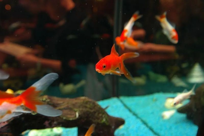 家里養魚的風水布局
