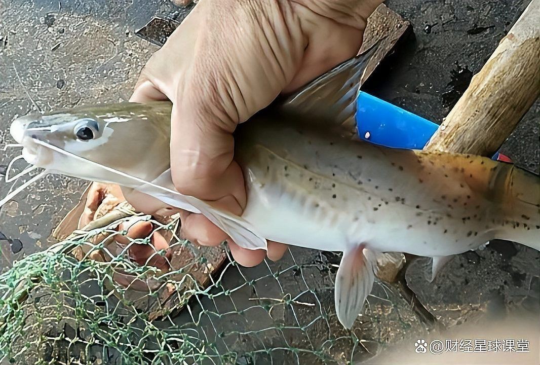 劍魚為什么沒人吃