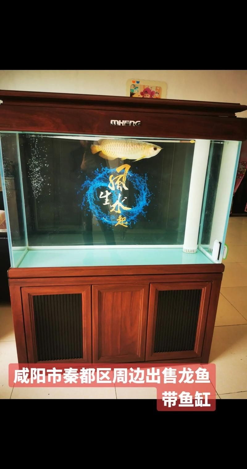 各種魚缸圖片
