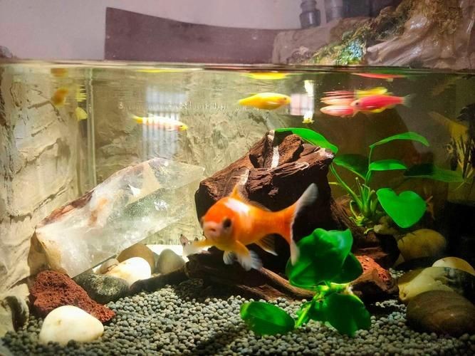 各種魚缸圖片