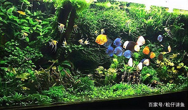 各種魚缸圖片