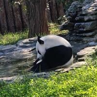 海象圖片大全