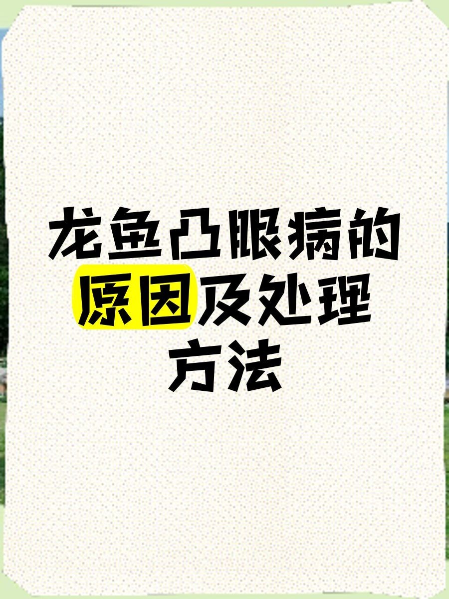 紅龍魚突眼最簡單三個步驟
