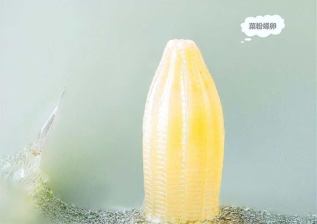 家里白蝴蝶要警惕了