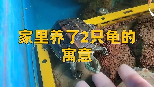 家里養(yǎng)2只烏龜好不好