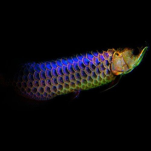 紅龍魚小魚苗圖片