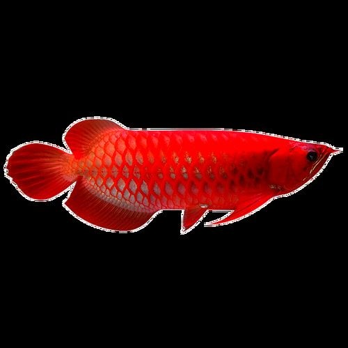 紅龍魚小魚苗圖片