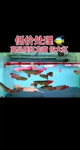 紅龍魚小魚苗圖片