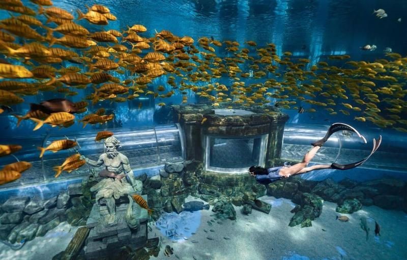 大理白族自治州水族店