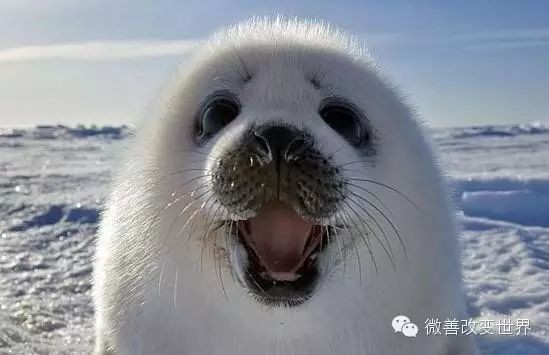 海象肉為何要盡量少吃