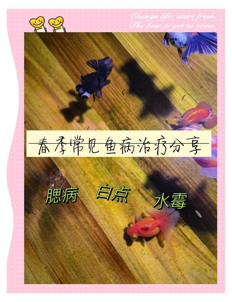 菌腮和蟲鰓圖片區(qū)別
