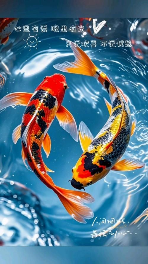 好運(yùn)錦鯉圖片 全國水族館企業(yè)名錄 第23張 好運(yùn)錦鯉圖片 好運(yùn)錦鯉圖片 全國水族館企業(yè)名錄 第23張