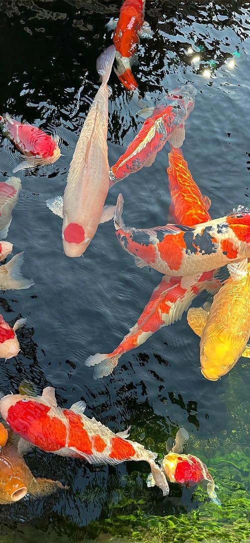 好運(yùn)錦鯉圖片 全國水族館企業(yè)名錄 第26張 好運(yùn)錦鯉圖片 好運(yùn)錦鯉圖片 全國水族館企業(yè)名錄 第26張