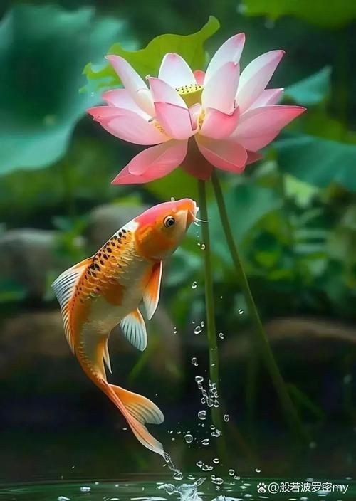 好運(yùn)錦鯉圖片 全國水族館企業(yè)名錄 第22張 好運(yùn)錦鯉圖片 好運(yùn)錦鯉圖片 全國水族館企業(yè)名錄 第22張