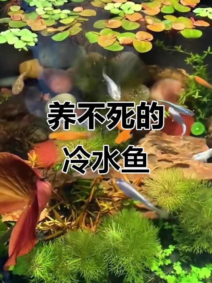 十大最好養小型冷水觀賞魚