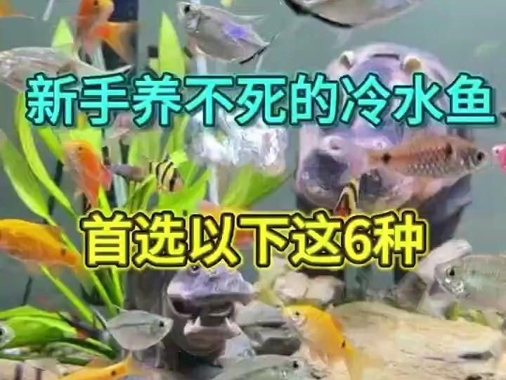 十大最好養(yǎng)小型冷水觀賞魚