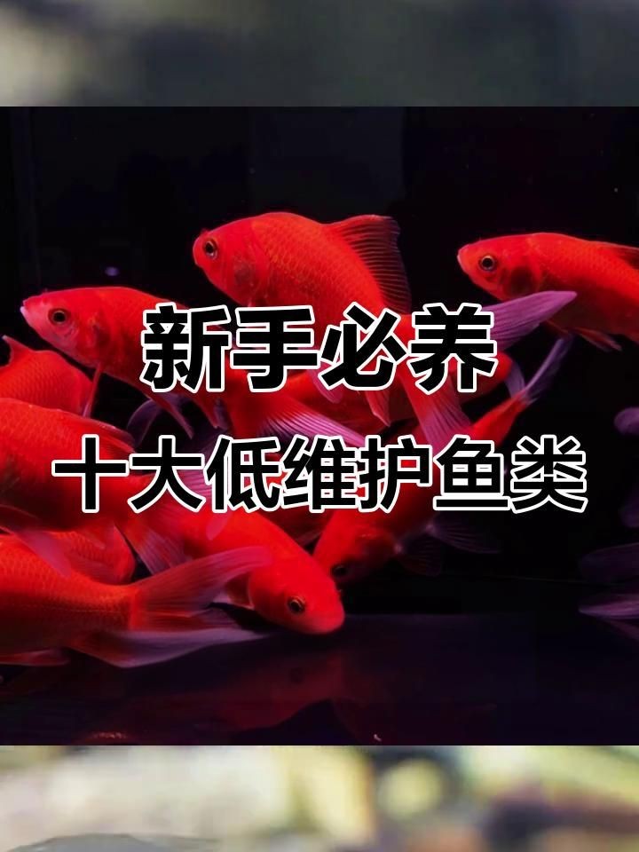 十大最好養小型冷水觀賞魚