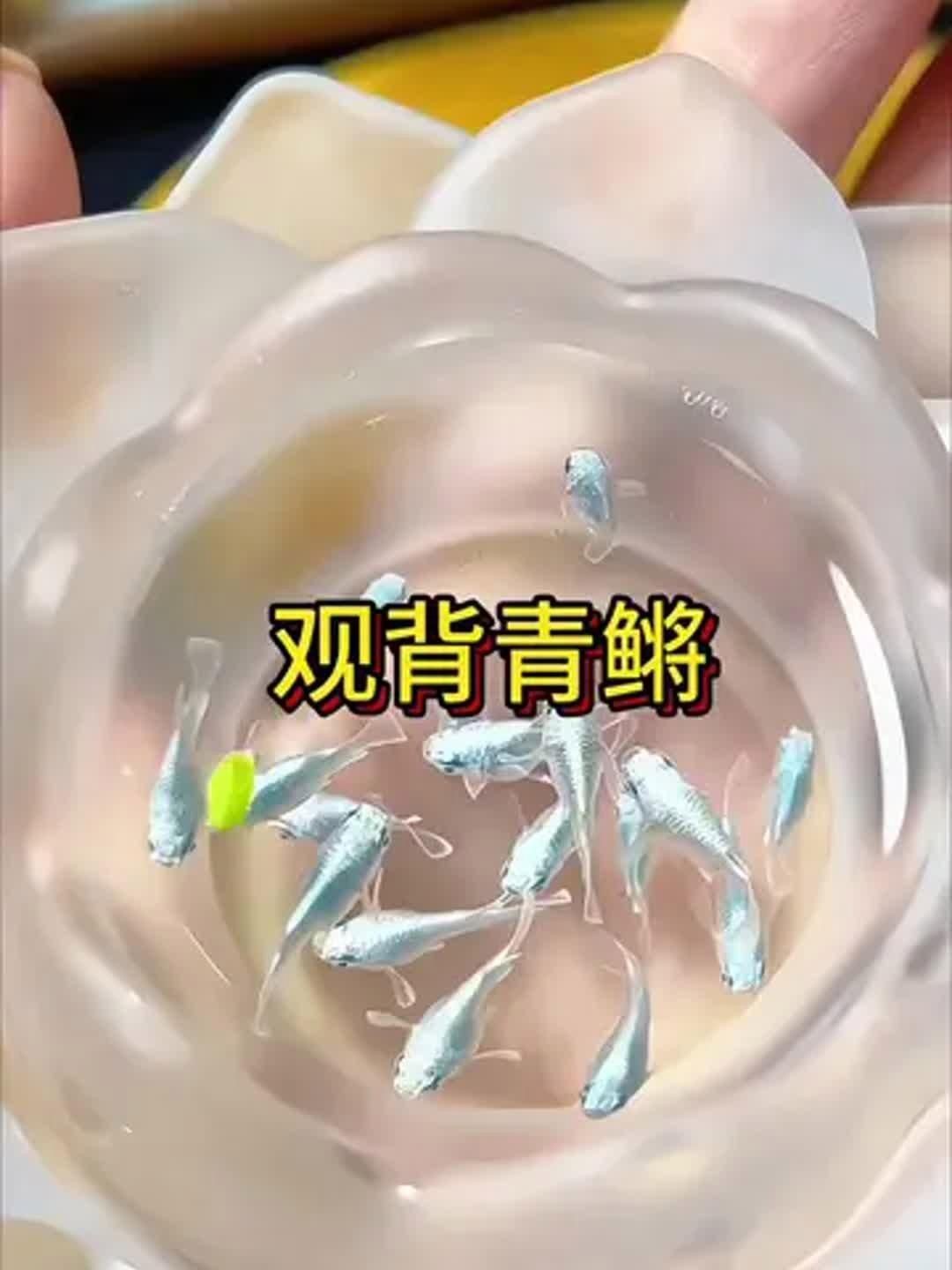 十大最好養(yǎng)小型冷水觀賞魚