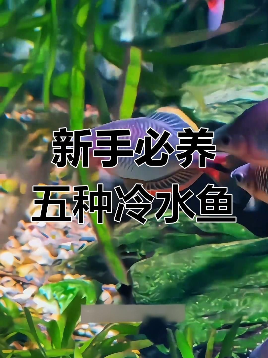 十大最好養(yǎng)小型冷水觀賞魚