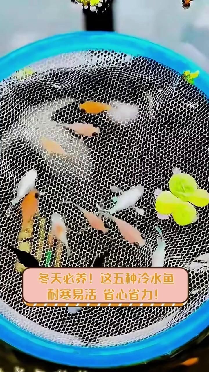 十大最好養(yǎng)小型冷水觀賞魚