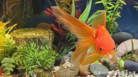 紅龍魚在風水上的作用