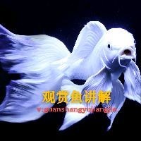 吉印魚(yú)缸潛水泵使用步驟詳解