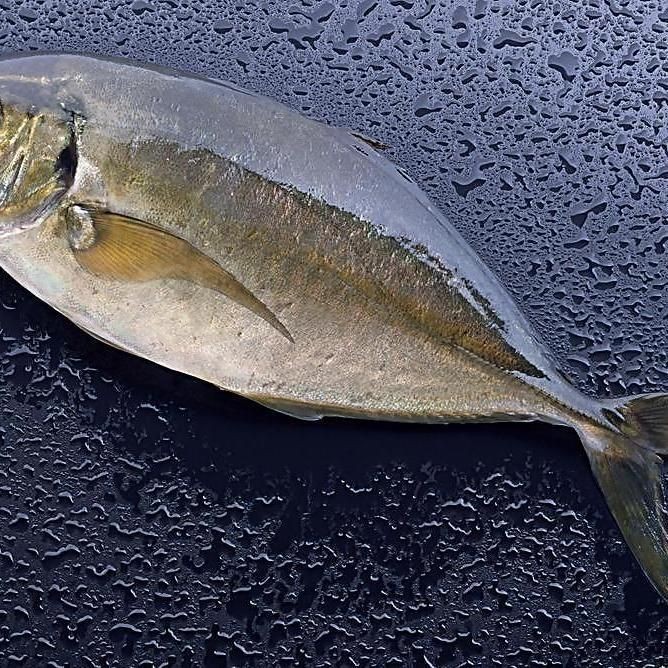 海魚是什么魚