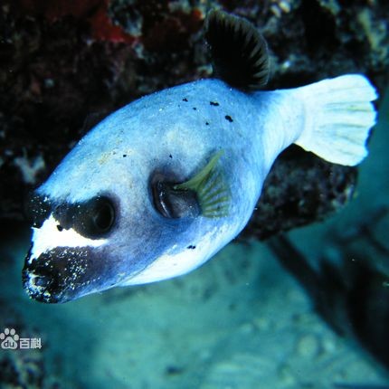 海里狗頭魚品種